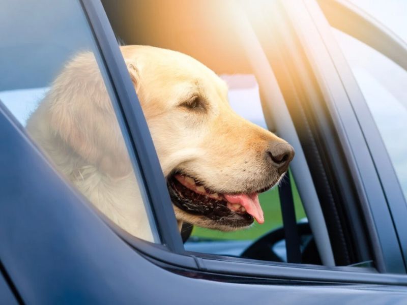 The Dangers of Leaving Pets in Hot Cars | AANT