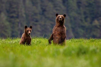 Brown Bears in Canada