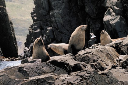 Seals at Bruny Island