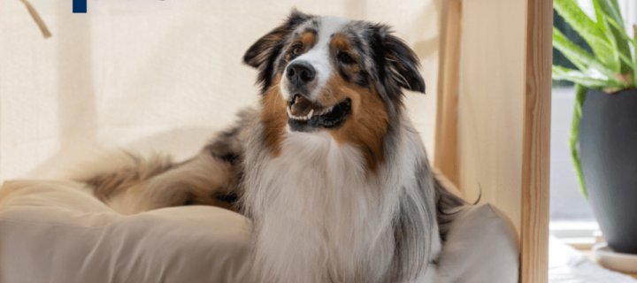Pet Stock